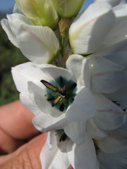 Ixia mostertii