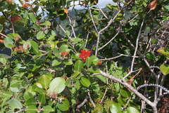 Metrosideros collina