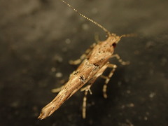 Pyroderces aellotricha