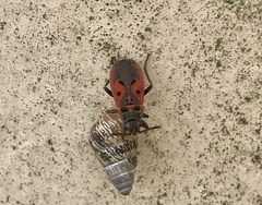 Melanocoryphus tristrami