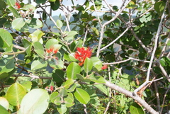 Metrosideros collina