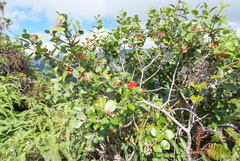 Metrosideros collina