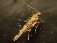 Pyroderces aellotricha