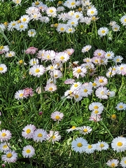 Bellis perennis