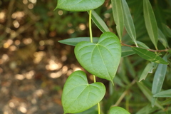 Tinospora smilacina