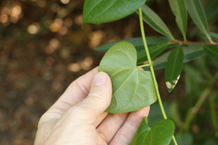 Tinospora smilacina
