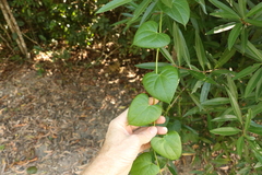 Tinospora smilacina