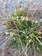 Carex tonsa