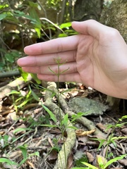 Lygodium japonicum