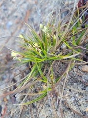 Carex tonsa