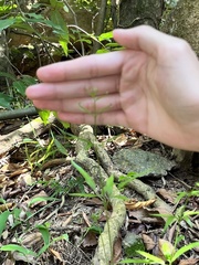 Lygodium japonicum