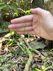 Lygodium japonicum