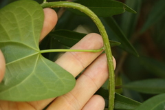 Tinospora smilacina