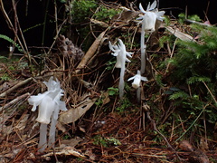 Monotropastrum humile glaberrimum