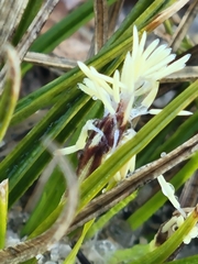 Carex tonsa