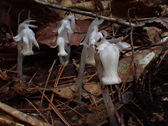 Monotropastrum humile glaberrimum