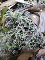 Cladonia leporina