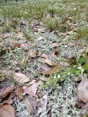 Cladonia leporina
