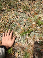 Cladonia leporina