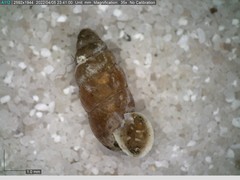 Chondrina avenacea