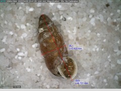 Chondrina avenacea
