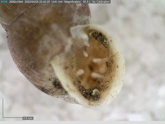 Chondrina avenacea