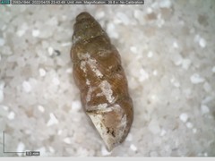 Chondrina avenacea