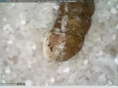 Chondrina avenacea