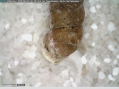 Chondrina avenacea