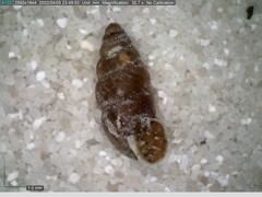Chondrina avenacea