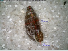 Chondrina avenacea