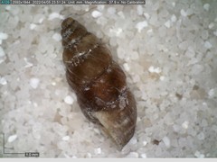 Chondrina avenacea