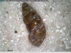 Chondrina avenacea