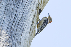 Melanerpes carolinus image