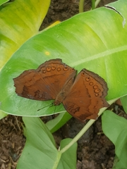 Junonia hedonia