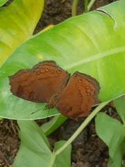 Junonia hedonia
