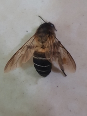 Apis dorsata breviligula