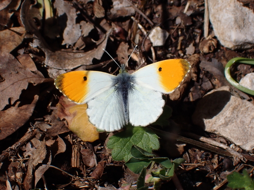 Zorica (Anthocharis cardamines)
