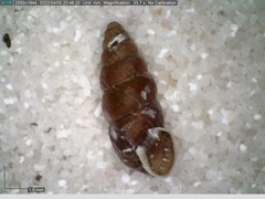 Chondrina avenacea