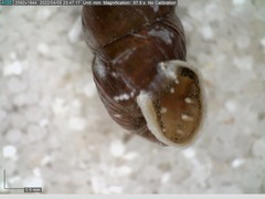 Chondrina avenacea