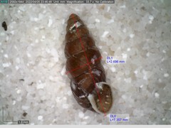 Chondrina avenacea