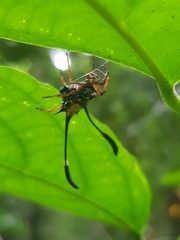 Gasteracantha clavigera