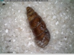 Chondrina avenacea