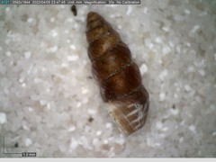 Chondrina avenacea