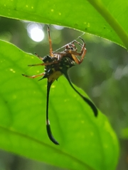 Gasteracantha clavigera