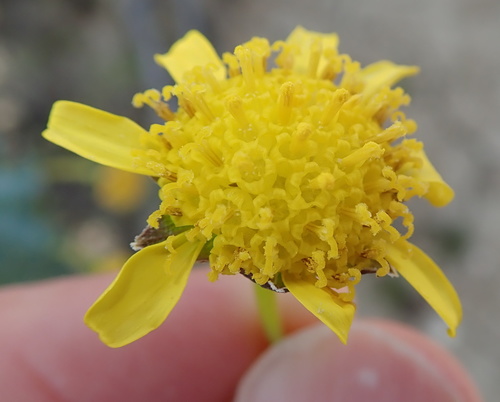 Image of Euryops lateriflorus by no rights reserved