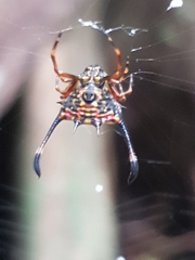 Gasteracantha clavigera