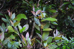 Syzygium kusukusuense
