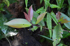 Syzygium kusukusuense