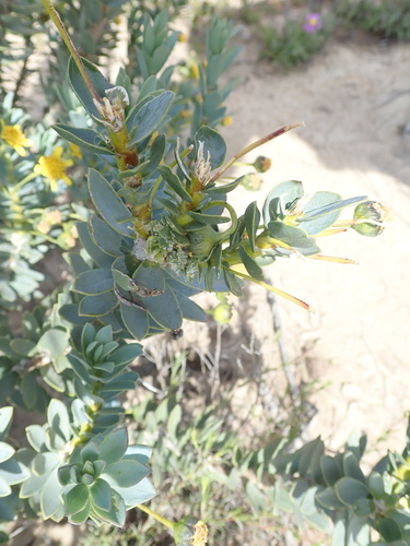 Image of Euryops lateriflorus by no rights reserved
